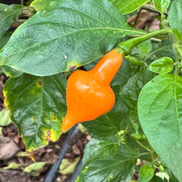 Cabacina Laranja - Seeds - The Pepper Pantry (Formerly Marie Sharp's)